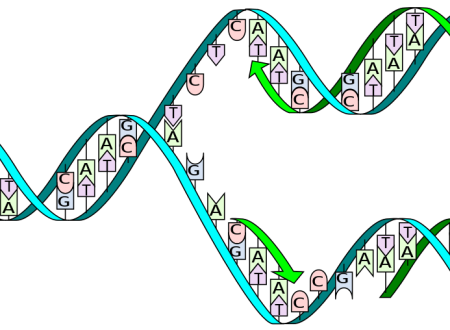 Duplicazione del DNA