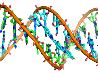 DNA primo approccio